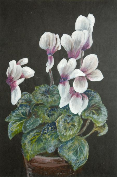 Cyclamen