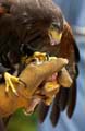 harris's hawk